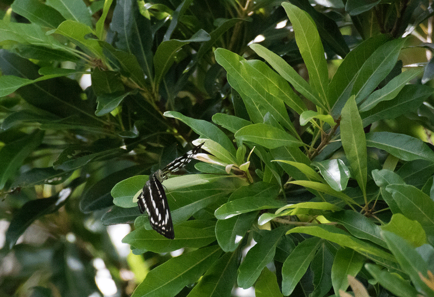 a0126632_11164707.gif