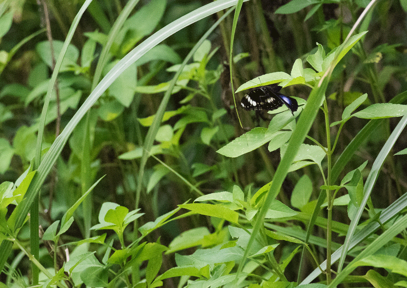 a0126632_11183105.gif