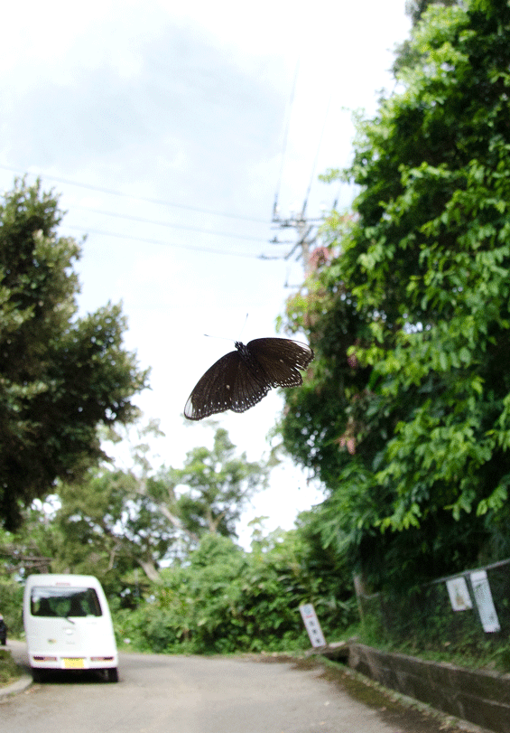 a0126632_11211169.gif