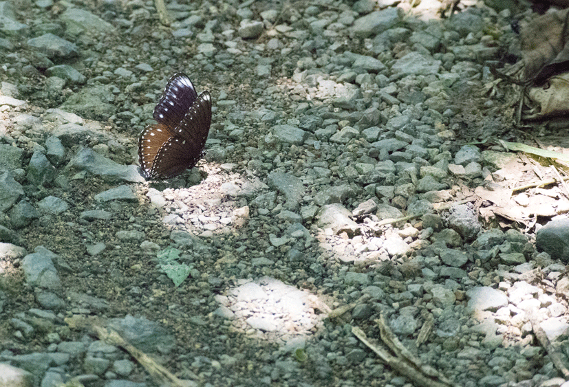 a0126632_11243204.gif