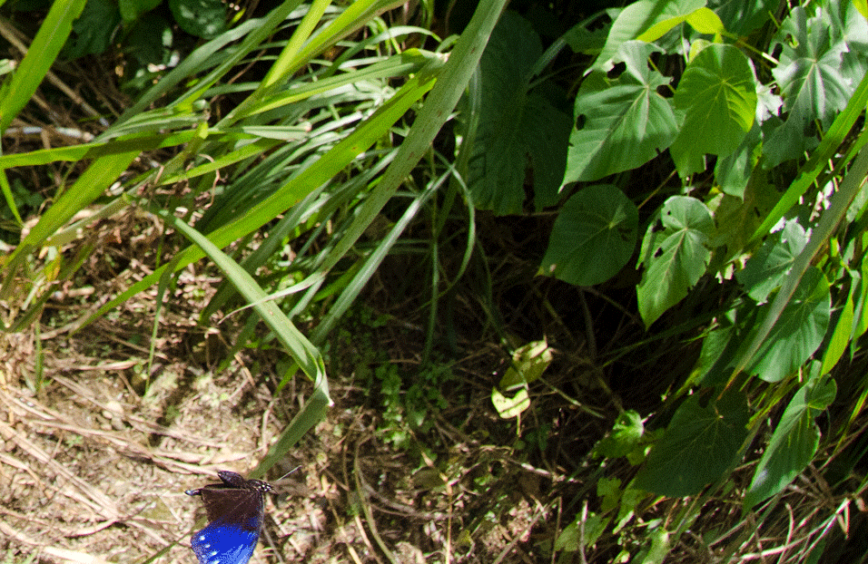 a0126632_11254708.gif