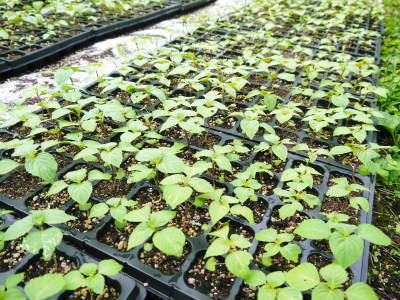 無農薬・無化学肥料で育てる「菊池水源産エゴマ」 平成29年度の白エゴマ定植、黒エゴマは育苗中!_a0254656_17465282.jpg
