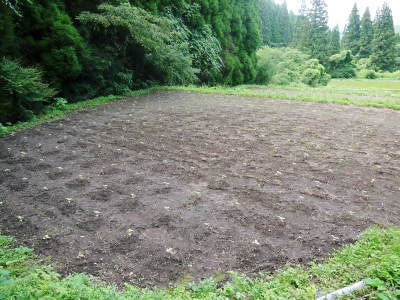 無農薬・無化学肥料で育てる「菊池水源産エゴマ」 平成29年度の白エゴマ定植、黒エゴマは育苗中!_a0254656_18335827.jpg