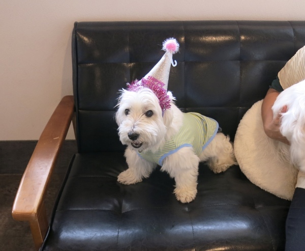お誕生祝いの白犬会_f0363961_16484976.jpeg
