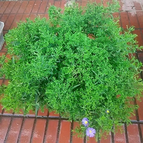 青い花の苗6種の購入から9か月 ガーデンアスター が咲きました 健気に育つ植物たち 青い花の苗6種の購入から9か月 ガーデンアスター が咲きました 健気に育つ植物たち