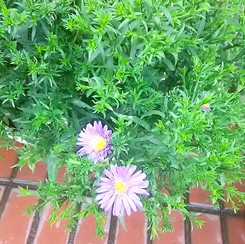 青い花の苗6種の購入から9か月 ガーデンアスター が咲きました 健気に育つ植物たち 青い花の苗6種の購入から9か月 ガーデンアスター が咲きました 健気に育つ植物たち