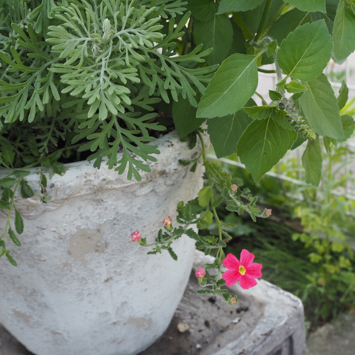 真夏の寄せ植え_a0292194_19511260.jpg