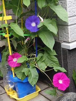 c0187298_211463.jpg