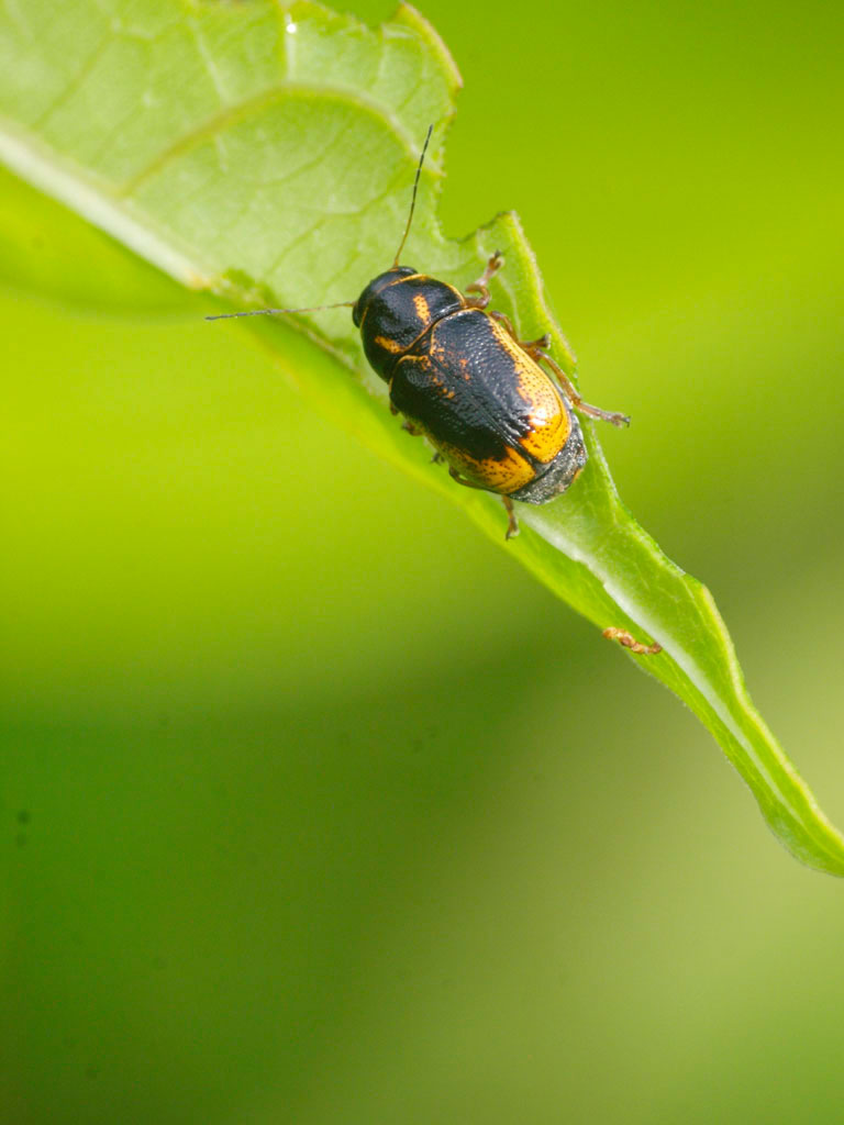 黒と黄色のハムシ 昆虫ブログ むし探検広場