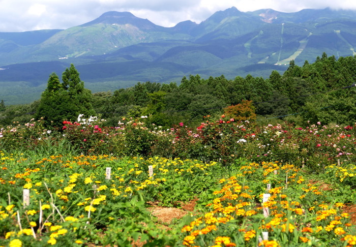 栃木県那須郡那須町 那須フラワーワールドの花と風景 フォトハウス In 福島 栃木県那須郡那須町 那須フラワーワールドの花と風景 フォトハウス In 福島