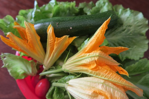 畑の彩り夏野菜とアーティチョークの花_f0234936_18462259.jpg