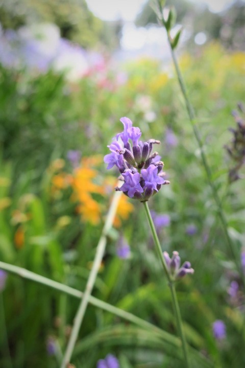 e0300042_00501624.jpg