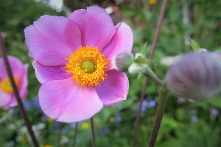 e0300042_00524982.jpg