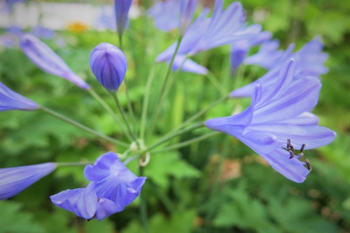 e0300042_00531786.jpg