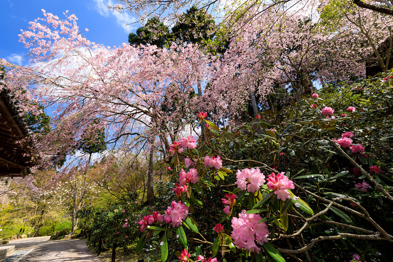 京都の桜2017 しだれ桜咲く三千院_f0155048_21474191.jpg