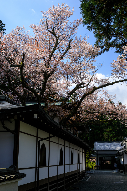 京都の桜2017 しだれ桜咲く三千院_f0155048_21475527.jpg