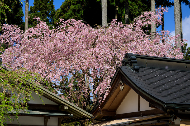 京都の桜2017 しだれ桜咲く三千院_f0155048_21484365.jpg