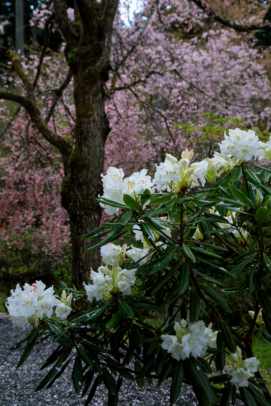 京都の桜2017 しだれ桜咲く三千院_f0155048_21491794.jpg