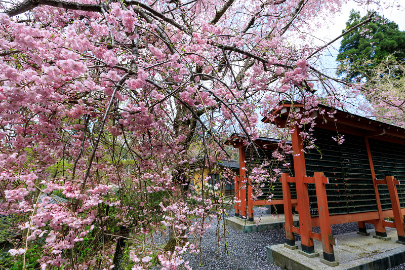 京都の桜2017 しだれ桜咲く三千院_f0155048_21493634.jpg