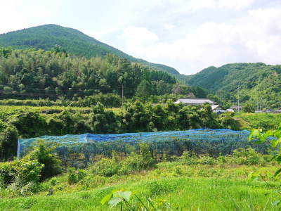 太秋柿 古川果樹園 生理落下後の果実の様子といよいよ始まる惜しまぬ手間ひまと匠の技_a0254656_18080926.jpg