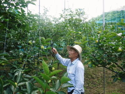 太秋柿 古川果樹園 着果後の様子(2021)とまもなく始まる惜しまぬ手間ひまと匠の技 _a0254656_18250712.jpg