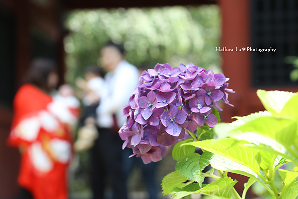 雨引観音へお宮参り出張撮影行って来ました　【茨城県】_d0333667_19421137.jpg