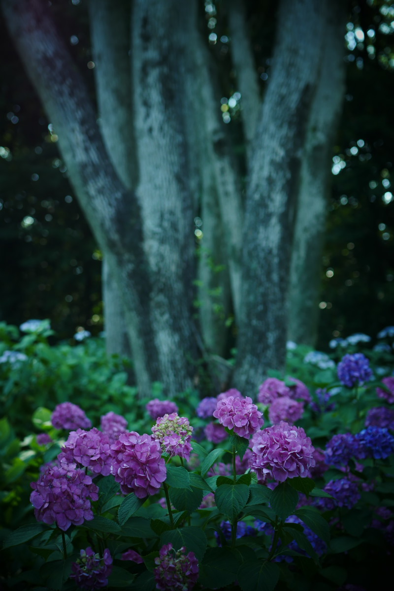 万博記念公園 6 19 紫陽花 写真部