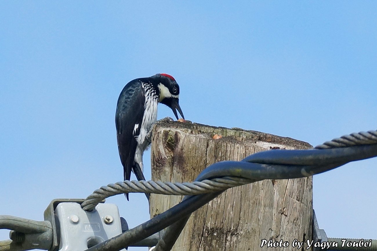 ベリーズ　電柱にどんぐりを貯める Acorn Woodpecker （エイコーン　ウッドペッカー）_b0132475_20270081.jpg