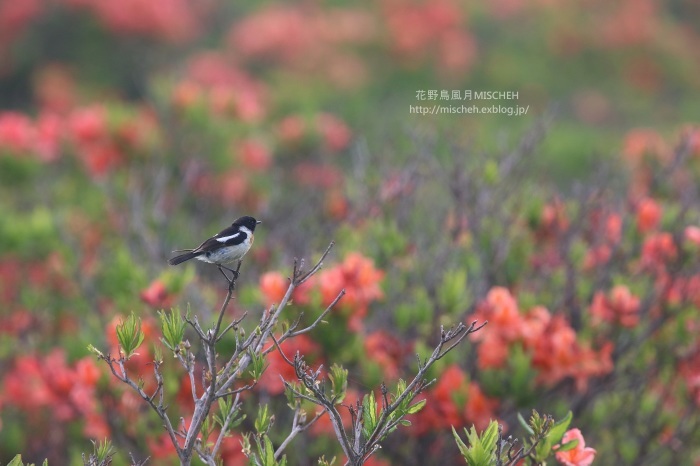 花見鳥No12 レンゲツツジ＆ノビタキ（オス）夏羽_a0323488_19470912.jpg