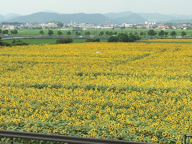 おでかけ｜兵庫県　小野市　ひまわりの丘公園へ_d0240201_23153883.jpg