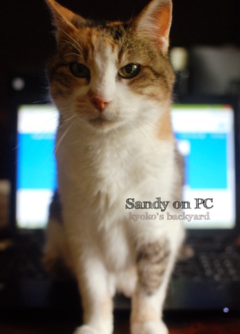 夏なのにPCに乗った理由_b0253205_03521151.jpg