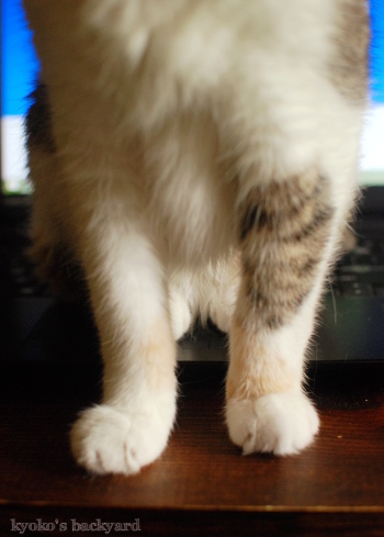 夏なのにPCに乗った理由_b0253205_03522619.jpg
