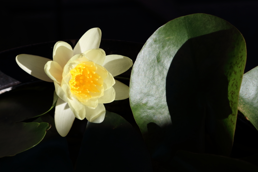 睡蓮の花が目覚める時刻_b0190710_23245285.jpg