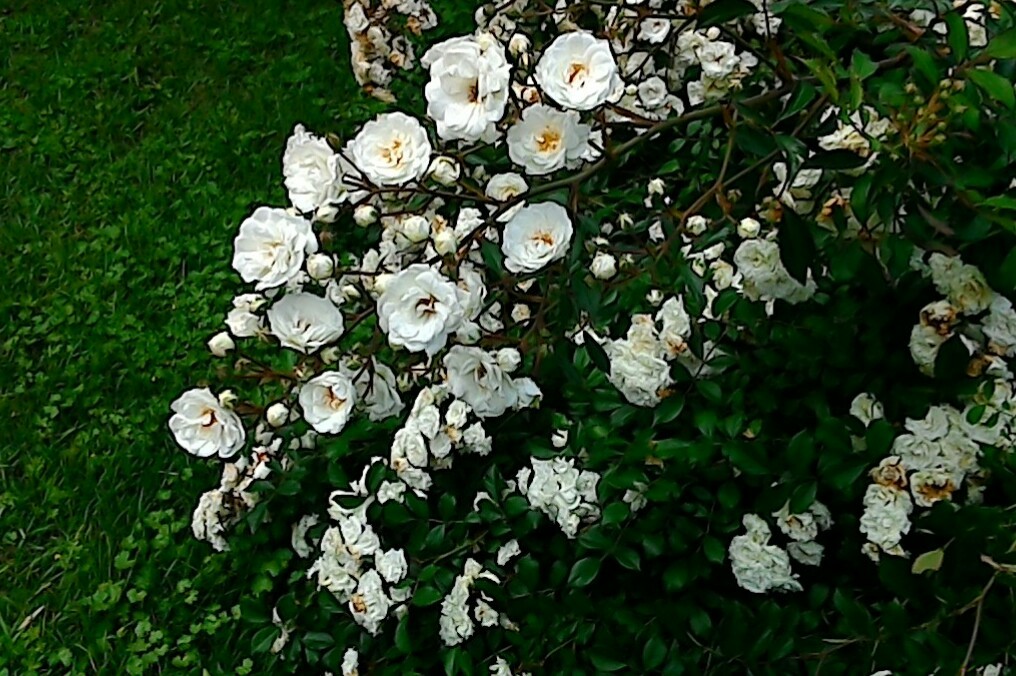 a0177314_20385125.jpg