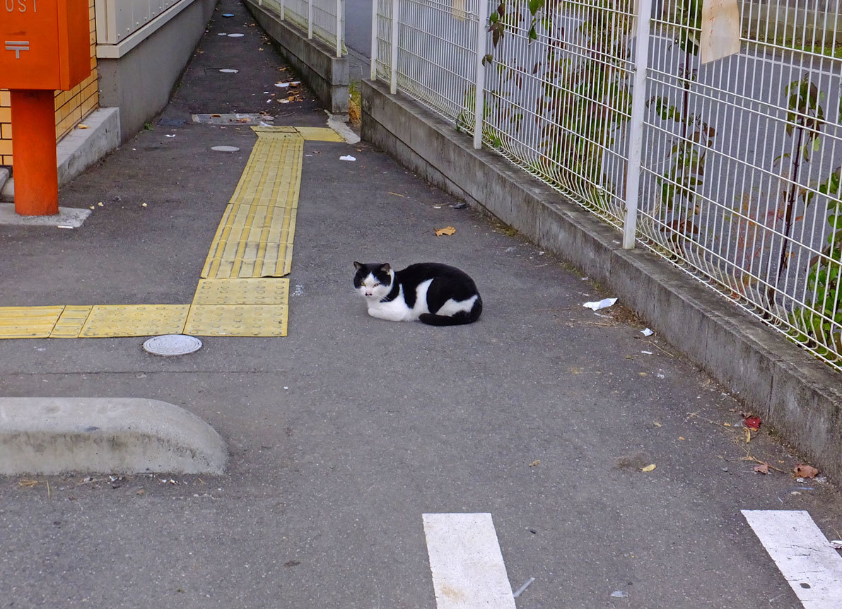 1日遅れの散歩のニャンと佐伯泰英　7月19日（水）_b0215220_05192197.jpg