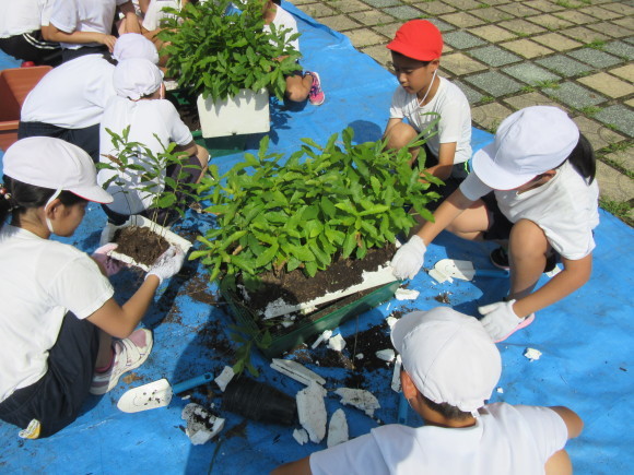 7月19日(水)付知南小学校5年生どんぐりの植え替え作業_d0010630_10371925.jpg