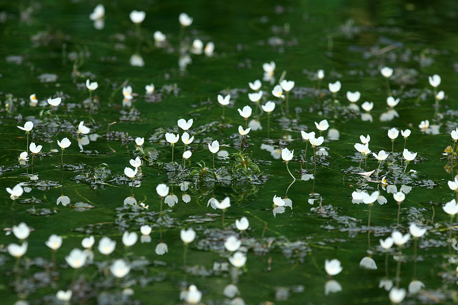 花藻咲く池_c0067040_20524559.jpg