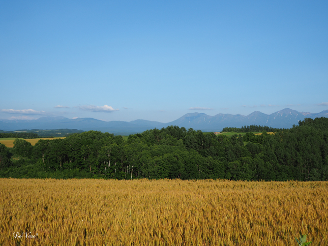 ラベンダーの富良野へ_e0158653_15453137.jpg