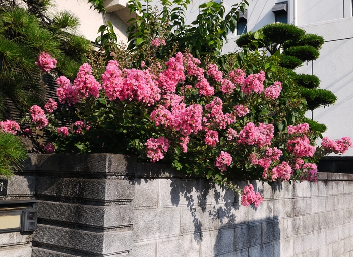 　　花のある風景　サルスベリ_b0093754_2325107.jpg