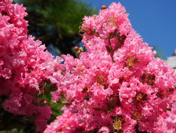 　　花のある風景　サルスベリ_b0093754_23252860.jpg