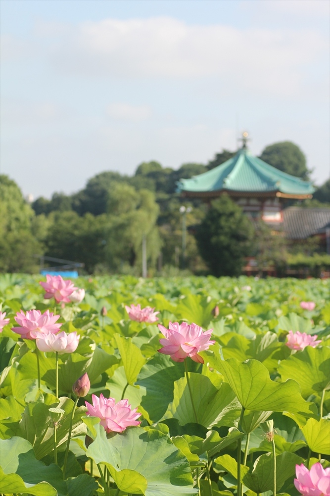 2017＠上野公園蓮と信濃路_d0018656_08372605.jpg