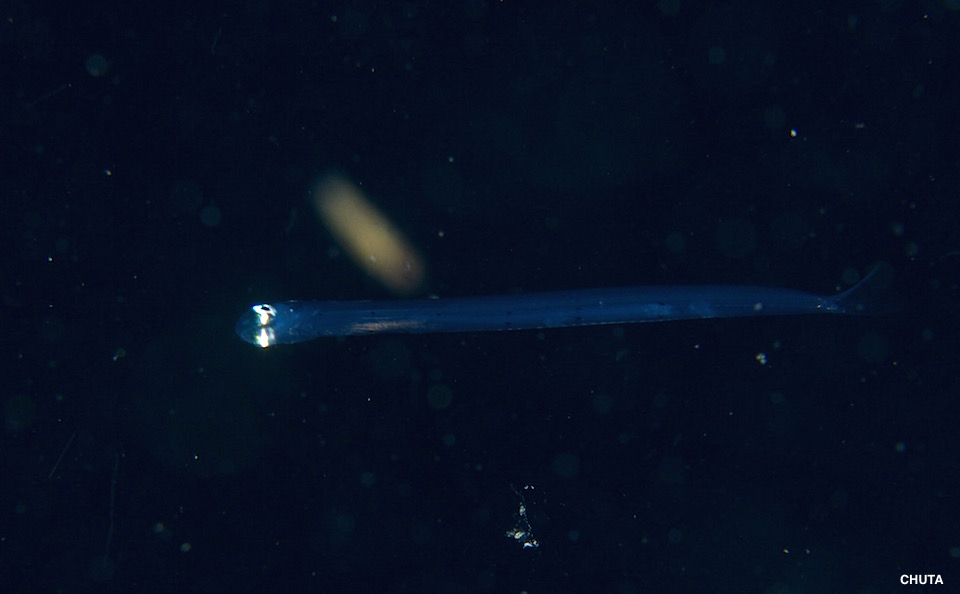 e0158261_81535.jpg
