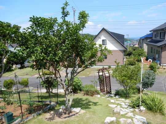 ’17,7,19(水)庭仕事に夢中になって熱中症!_f0060461_04432417.jpg