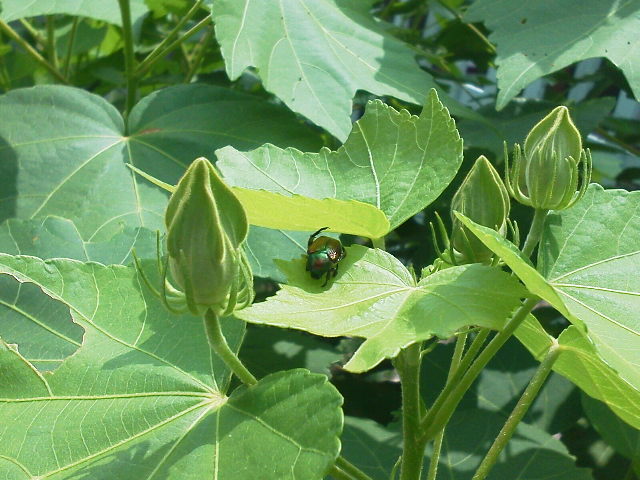 e0370867_11453603.jpg