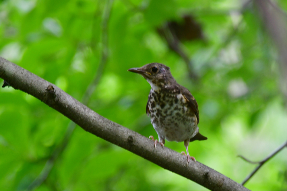 クロツグミ 幼鳥?_f0053272_07342209.jpg