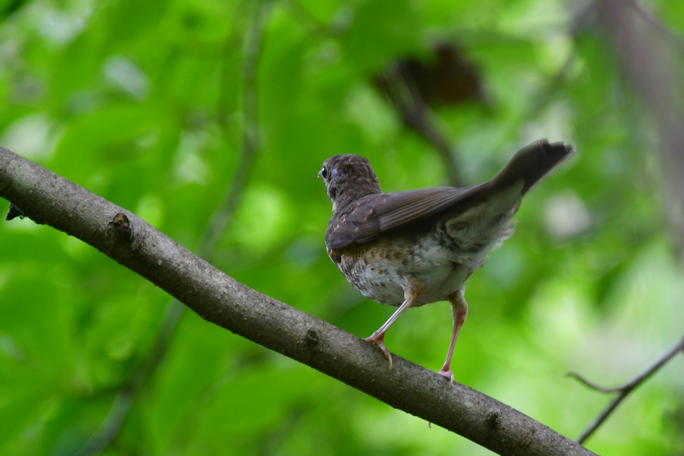 クロツグミ 幼鳥?_f0053272_07343916.jpg