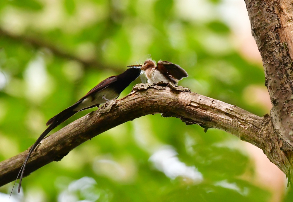 巣立ち雛 サンコウチョウ_f0053272_23040640.jpg