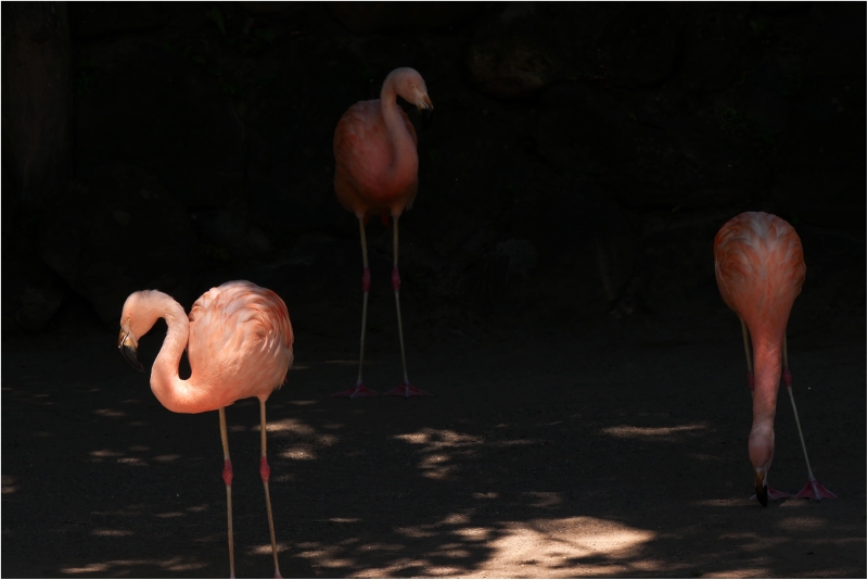 小諸市動物園 _a0079473_2101371.jpg