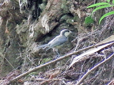 県民の森野鳥クラブ　2017年7月の様子_f0140773_10331949.gif