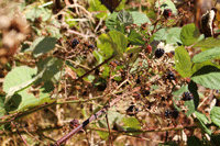 f0184775_10321972.gif